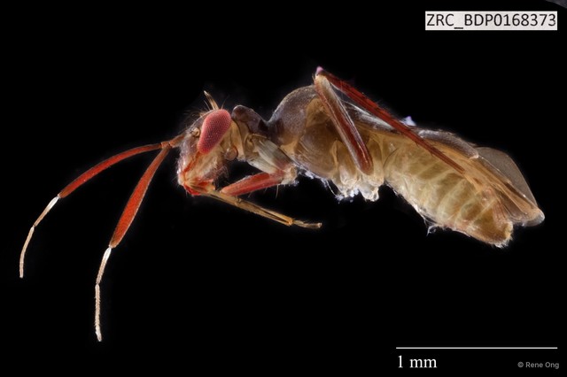 Hemiptera sp. "ZRCBDP0168373"•&copy; Rene Ong•All Rights Reserved