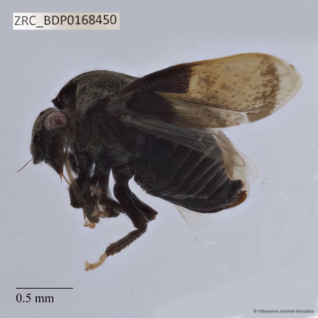 Hemiptera sp. "ZRCBDP0168450"•&copy; Villanueva Jeremie Gonzales•All Rights Reserved