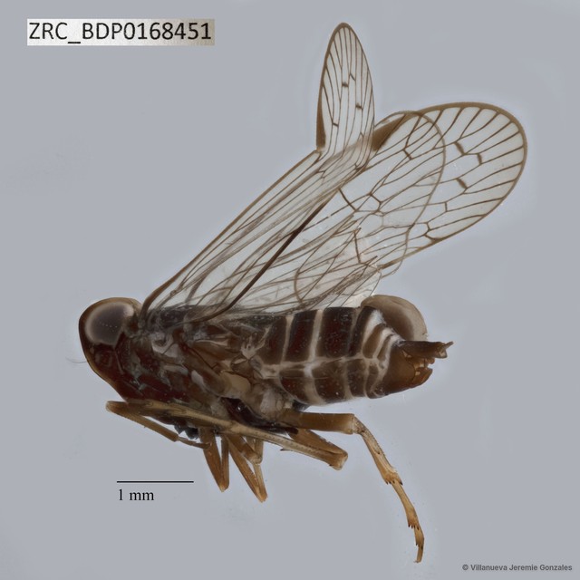 Hemiptera sp. "ZRCBDP0168451"•&copy; Villanueva Jeremie Gonzales•All Rights Reserved