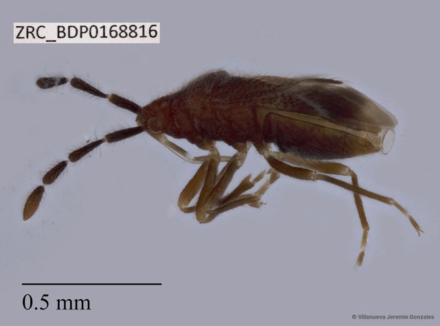 Hemiptera sp. "ZRCBDP0168816"•&copy; Villanueva Jeremie Gonzales•All Rights Reserved