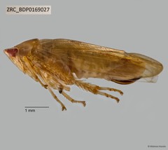 Hemiptera sp. "ZRCBDP0169027"