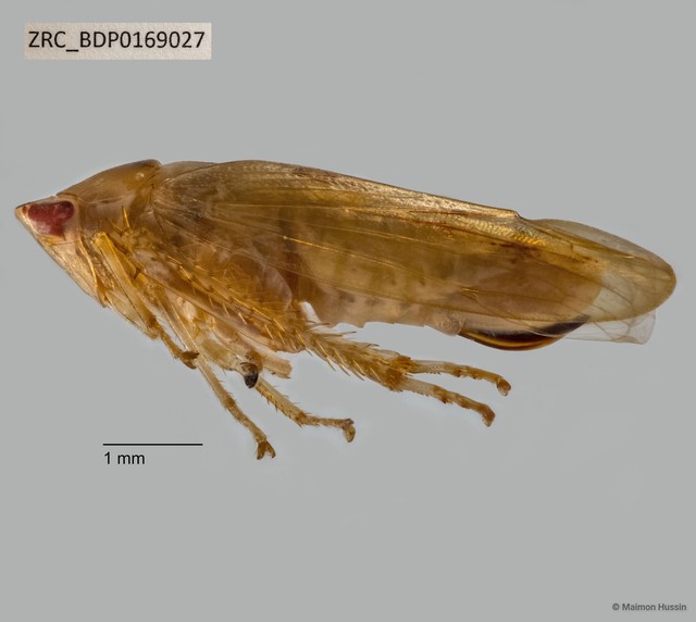 Hemiptera sp. "ZRCBDP0169027"•&copy; Maimon Hussin•All Rights Reserved