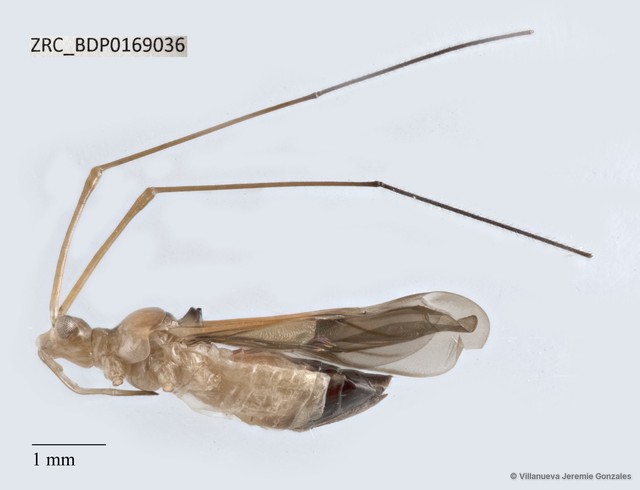 Hemiptera sp. "ZRCBDP0169036"•&copy; Villanueva Jeremie Gonzales•All Rights Reserved