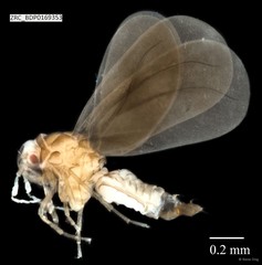 Hemiptera sp. "ZRCBDP0169111"