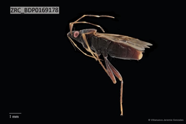 Hemiptera sp. "ZRCBDP0169178"•&copy; Villanueva Jeremie Gonzales•All Rights Reserved