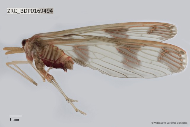 Hemiptera sp. "ZRCBDP0169494"•&copy; Villanueva Jeremie Gonzales•All Rights Reserved