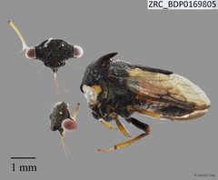 Hemiptera sp. "ZRCBDP0169805"