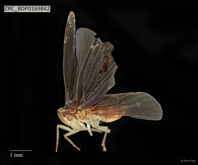 Hemiptera sp. "ZRCBDP0169842"•&copy; Rene Ong•All Rights Reserved