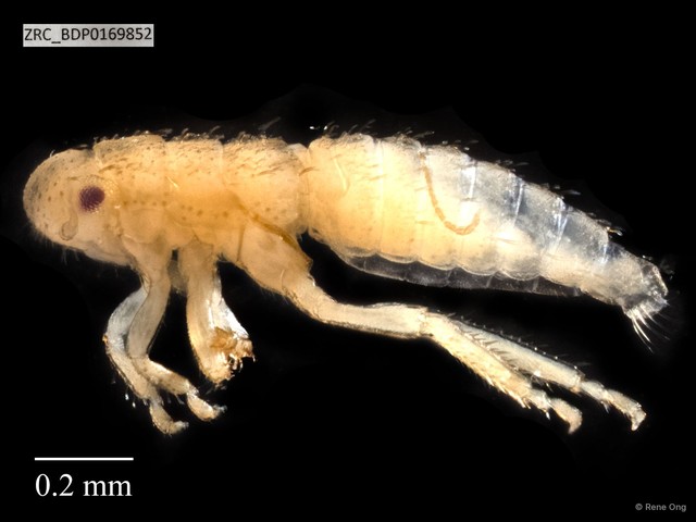 Hemiptera sp. "ZRCBDP0169852"•&copy; Rene Ong•All Rights Reserved