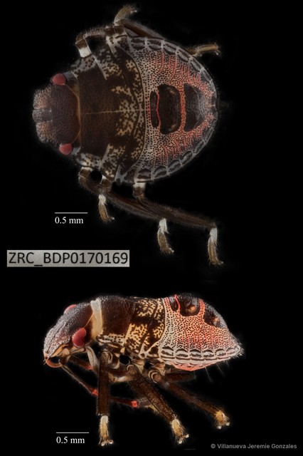 Hemiptera sp. "ZRCBDP0170169"•&copy; Villanueva Jeremie Gonzales•All Rights Reserved