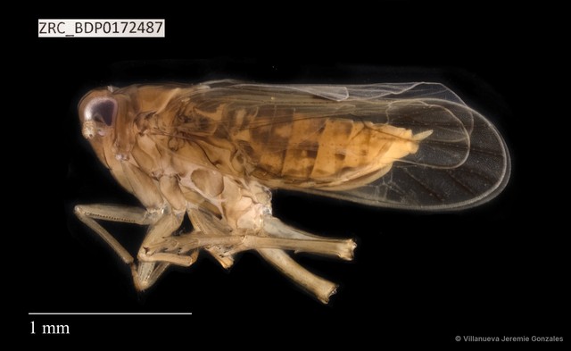 Hemiptera sp. "ZRCBDP0172487"•&copy; Villanueva Jeremie Gonzales•All Rights Reserved