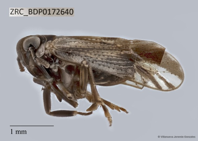 Hemiptera sp. "ZRCBDP0172640"•&copy; Villanueva Jeremie Gonzales•All Rights Reserved