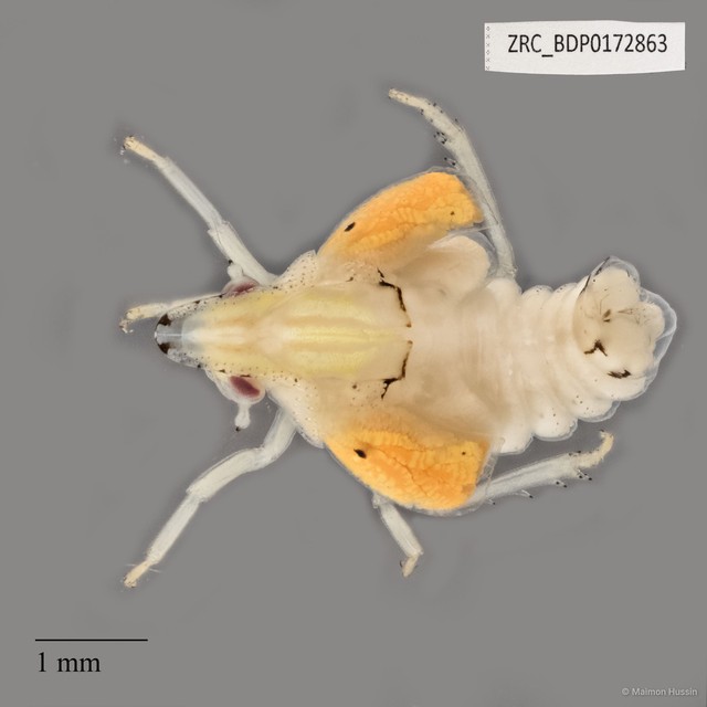 Hemiptera sp. "ZRCBDP0172863"•&copy; Maimon Hussin•All Rights Reserved