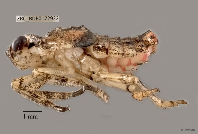 Hemiptera sp. "ZRCBDP0172922"•&copy; Rene Ong•All Rights Reserved