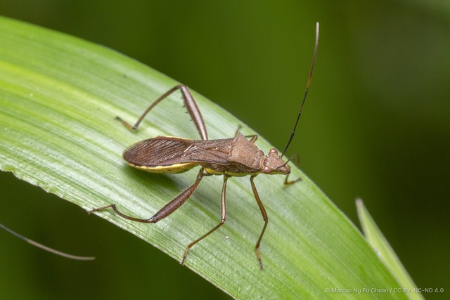 Riptortus linearis•&copy; Marcus Ng Fu Chuan•CC BY-NC-ND 4.0