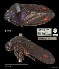 Cosmoscarta discrepans•&copy; Ang Yuchen•All Rights Reserved