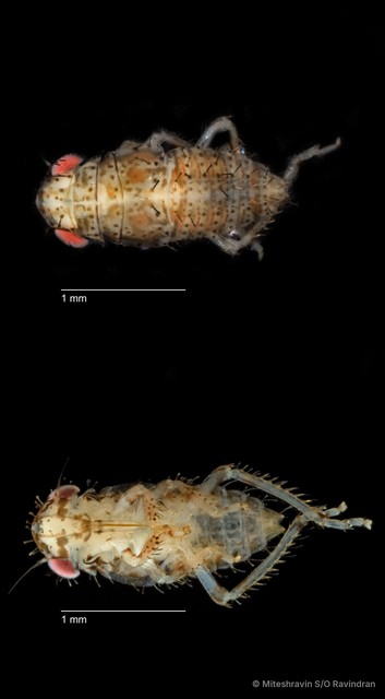 Cicadellidae sp. "ZRCBDP0018728"•&copy; Miteshravin S/O Ravindran•All Rights Reserved