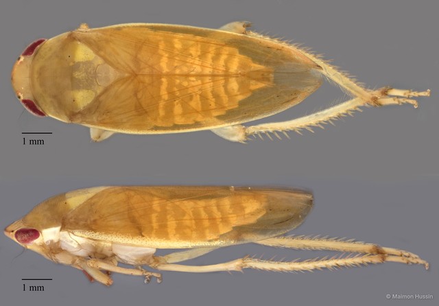 Cicadellidae sp. "ZRCBDP0072052"•&copy; Maimon Hussin•All Rights Reserved