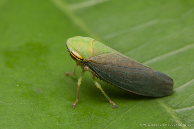 Tartessus ferrugineus•&copy; Marcus Ng Fu Chuan•CC BY-NC-ND 4.0