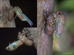 Chremistica umbrosa•&copy; Marcus Ng Fu Chuan•All Rights Reserved