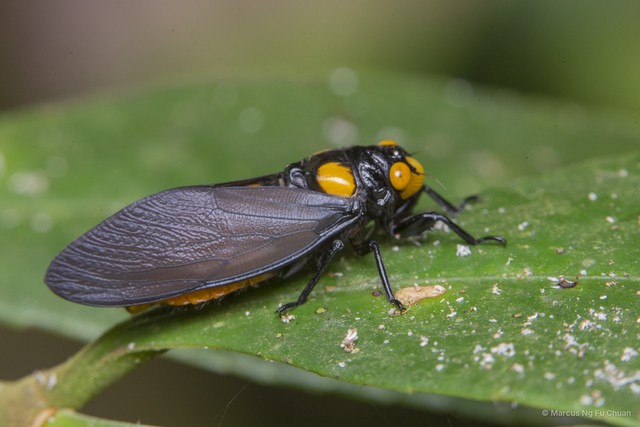 Huechys fusca•&copy; Marcus Ng Fu Chuan•All Rights Reserved