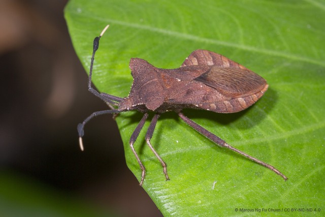 Dalader planiventris•&copy; Marcus Ng Fu Chuan•CC BY-NC-ND 4.0
