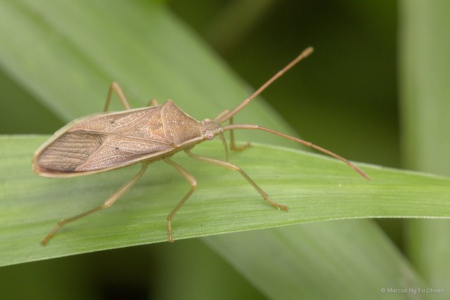 Homoeocerus (Tliponius) marginellus•&copy; Marcus Ng Fu Chuan•All Rights Reserved