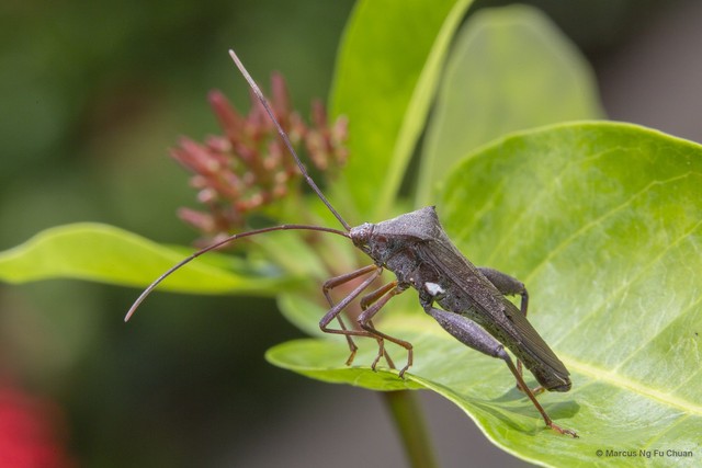 Mictis longicornis•&copy; Marcus Ng Fu Chuan•All Rights Reserved