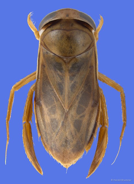 Agraptocorixa hyalinipennis•&copy; Harald Bruckner•All Rights Reserved