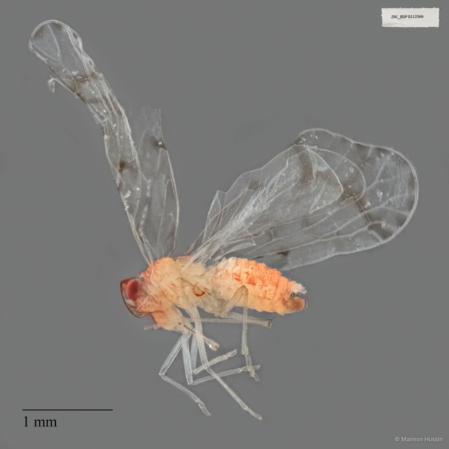 Derbidae sp. "ZRCBDP0112066"•&copy; Maimon Hussin•All Rights Reserved