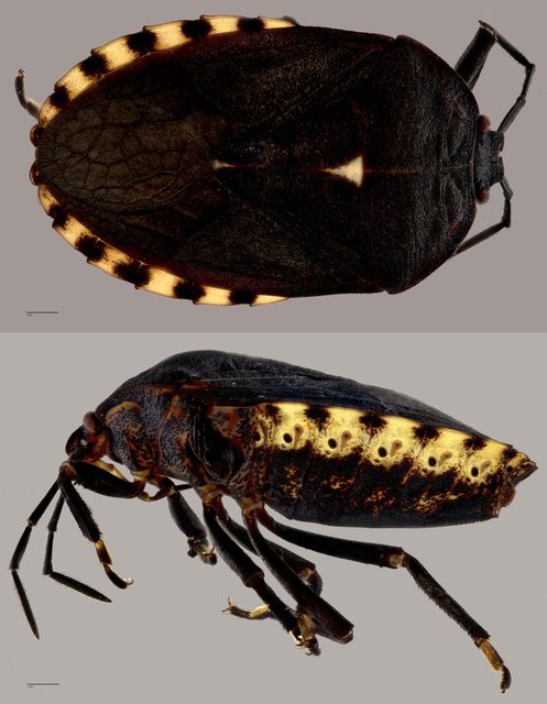 Cyclopelta sp. "ZRCBDP0071888"•&copy; Tan Wee Chye•All Rights Reserved