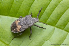 Megymenum spinosum (Burmeister, 1834)