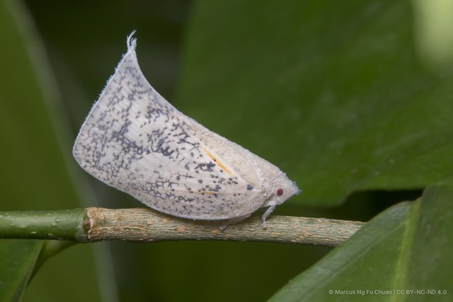 Lawana conspersa•&copy; Marcus Ng Fu Chuan•CC BY-NC-ND 4.0