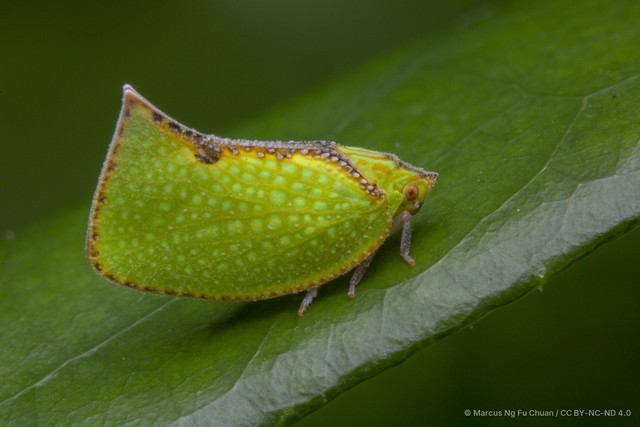 Salurnis marginella•&copy; Marcus Ng Fu Chuan•CC BY-NC-ND 4.0