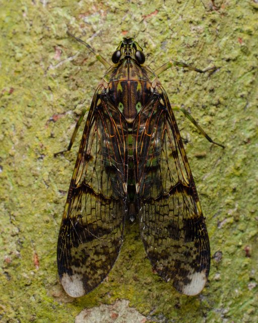 Dichoptera sp. "53a938b4"•&copy; Kenneth Chin•All Rights Reserved