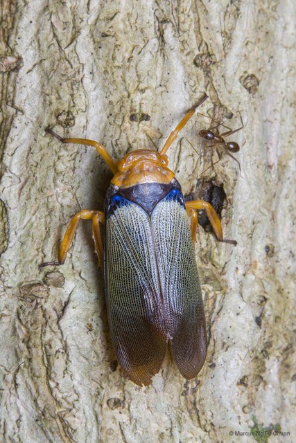 Polydictya basalis•&copy; Marcus Ng Fu Chuan•All Rights Reserved
