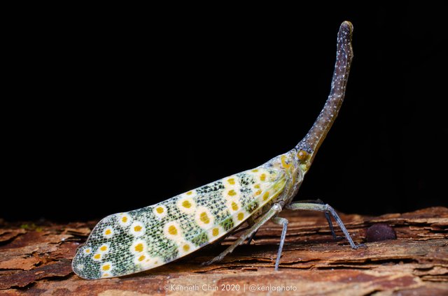 Pyrops oculatus•&copy; Kenneth Chin•All Rights Reserved