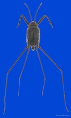 Halobates proavus White, 1883