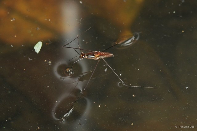 Limnometra ciliata•&copy; Tran Anh Duc•All Rights Reserved