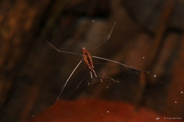 Limnometra octopunctata•&copy; Tran Anh Duc•All Rights Reserved