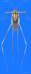 Metrocoris tenuicornis•&copy; Harald Bruckner•All Rights Reserved