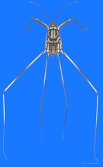 Metrocoris tenuicornis•&copy; Harald Bruckner•All Rights Reserved