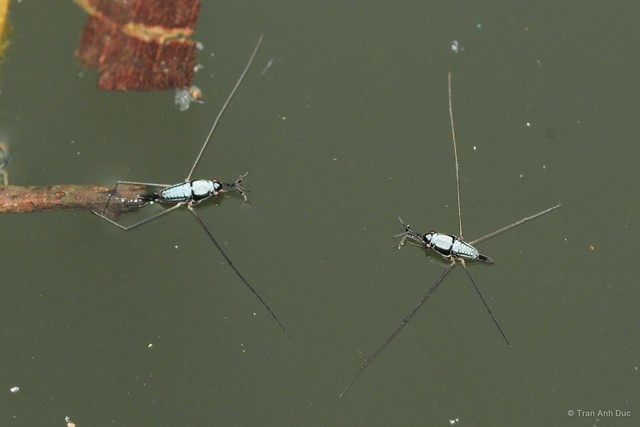 Rhagodotarsus kraepelini•&copy; Tran Anh Duc•All Rights Reserved
