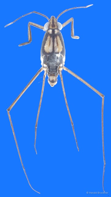 Rheumatometroides insularis•&copy; Harald Bruckner•All Rights Reserved