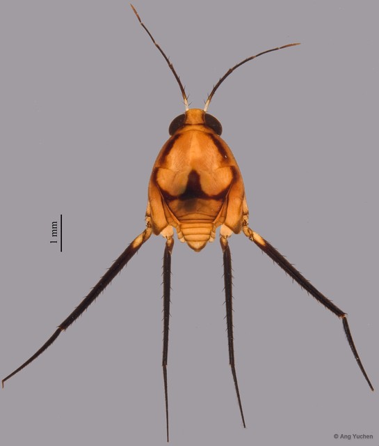 Ventidius malayensis•&copy; Ang Yuchen•All Rights Reserved