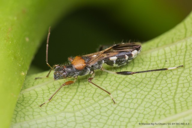 Artemidorus sobrinus•&copy; Marcus Ng Fu Chuan•CC BY-NC-ND 4.0