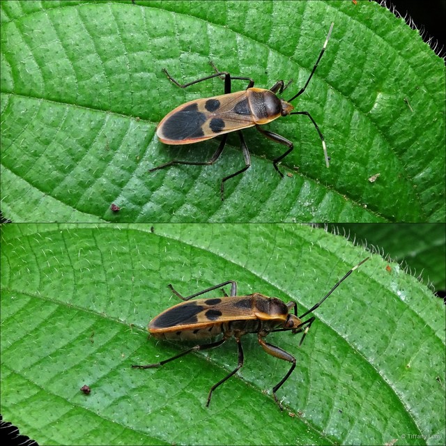 Physopelta (Neophysopelta) gutta•&copy; Tiffany Lum•All Rights Reserved