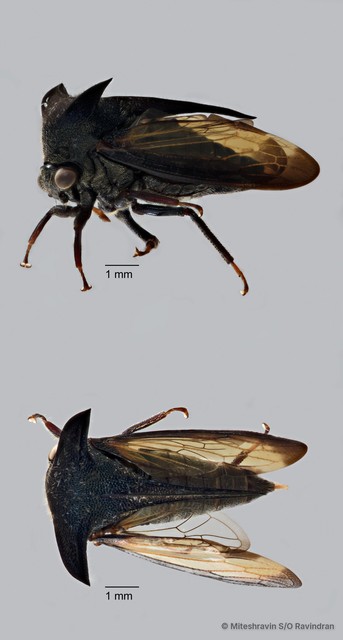 Membracidae sp. "ZRCBDP0273281"•&copy; Miteshravin S/O Ravindran•All Rights Reserved