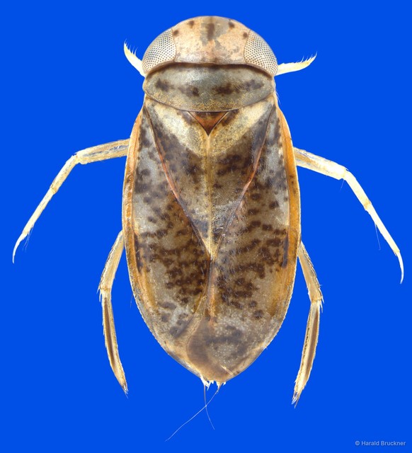 Micronecta haliploides•&copy; Harald Bruckner•All Rights Reserved
