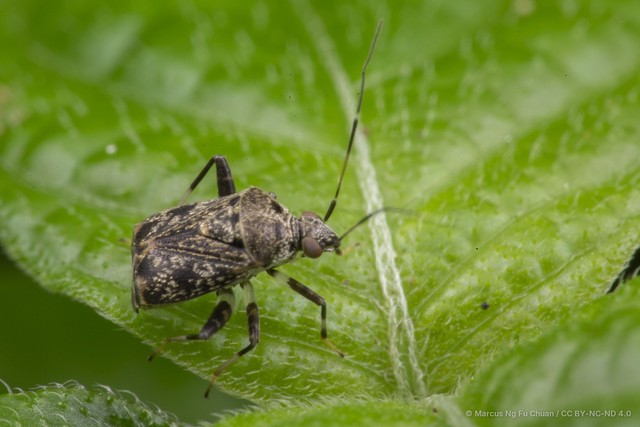 Charagochilus longicornis•&copy; Marcus Ng Fu Chuan•CC BY-NC-ND 4.0